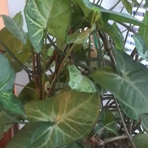 Meet your Posher, Ann